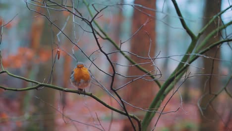 European-Robin-sitting-on-a-tree-branch-in-a-forest-during-autumn