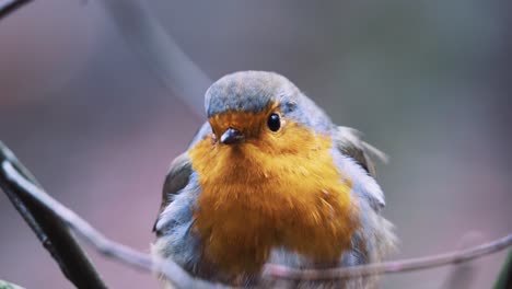 Close-up-shot-of-a-robin-standing-on-a-branch