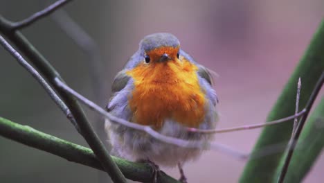 Puffed-Up-Robin-Perched-On-Branch-Looking-Around