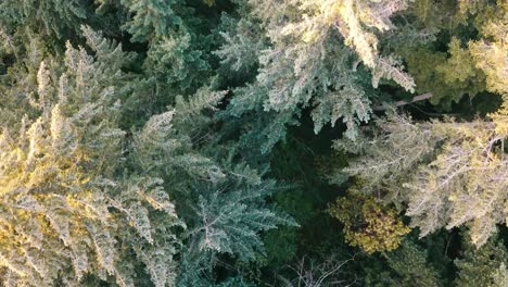 Drone-shot-flying-over-coniferous-tree-tops-looking-down