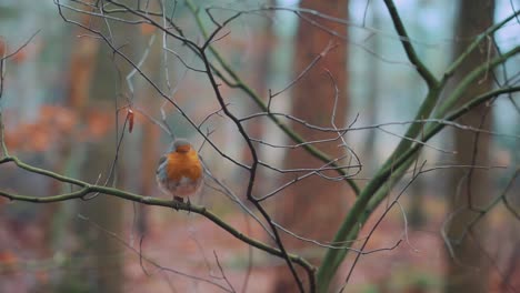 European-Robin-on-a-branch-in-the-forest