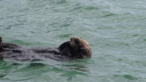 Cute-California-sea-otter-with-hands-in-mouth-floating-in-the-calm-waters-of-Moss-Landing-Harbor-in-Monterey-Bay,-California
