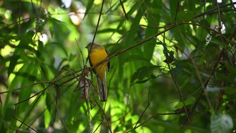 Orangenbrust-Trogon,-Harpactes-Oreskios,-4K-Aufnahmen,-Kaeng-Krachan-Nationalpark