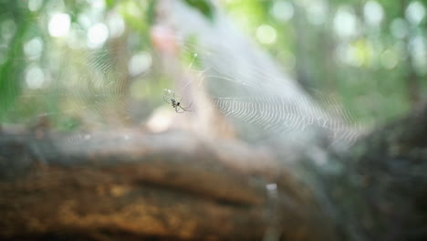 Ein-Kompliziertes-Spinnennetz-Im-Verschwommenen-Hintergrund---Nahaufnahme,-Zeitlupe