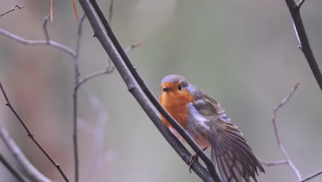 Close-shot-of-a-beautiful-robin-moving-its-feathers-and-standing-on-a-branch