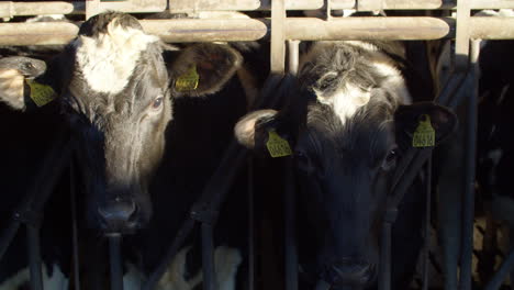 Cows-standing-in-row-in-stable-at-farm