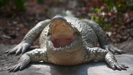 Siamese-Crocodile,-Crocodylus-siamensis,-Thailand,-4K-Footage