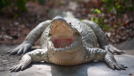 Siamesisches-Krokodil,-Crocodylus-Siamensis,-Thailand,-4k-Aufnahmen