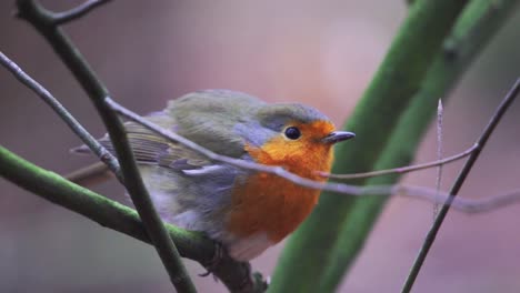 Close-up-of-a-robin-redbreast-standing-on-a-green-branch-in-a-forest