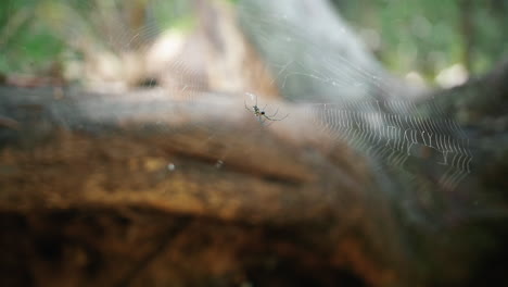 Young-Weaver-Spider-quietly-waiting-in-it's-web--close-up