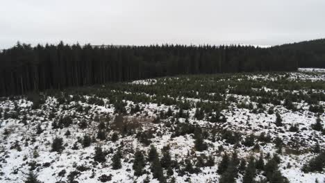Aerial-snowing-winter-forestry-landscape-coniferous-fairy-tale-snow-white-forest-landscape-panning-left-forward