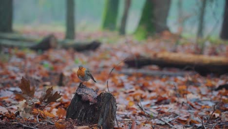European-Robin-sitting-on-a-stump-in-a-forest-surrounded-by-autumn-leaves