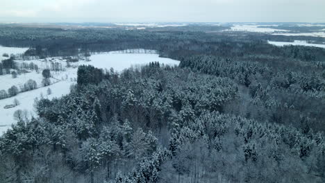 Nadelbäume,-Die-Im-Winter-In-Der-Nähe-Des-Dorfes-Pieszkowo-In-Polen-Mit-Schnee-Bedeckt-Sind