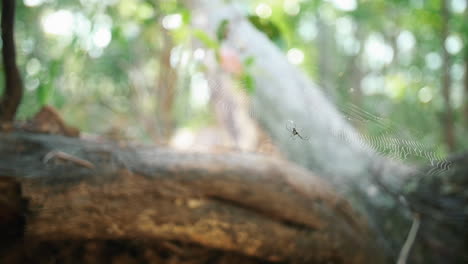 Kleine-Orb-Spinne-Ruhig-In-Ihrem-Netz-Bei-Einem-Baum---Nahaufnahme