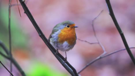 Close-macro-view-of-a-European-robin-standing-on-a-branch