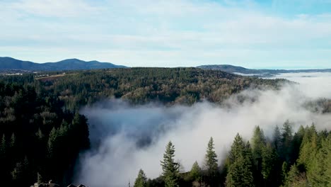 Aerial-panning-shot-of-dense-fog-in-the-valley-surrounded-by-hills-landscape-with-green-pine-trees-during-sunny-day