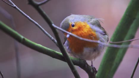 Close-up-of-European-Robin-sitting-on-a-tree-branch-with-blurry-background