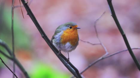European-Robin---Robin-Redbreast-Bird-Looking-In-Distance-And-Fly-Away-From-Branch-of-Tree