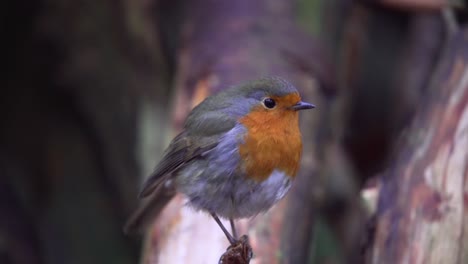 A-little-robin-sings-in-a-tree