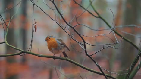 Beautiful-Robin-Species-Flying-In-The-Forest-In-Autumn---medium-shot