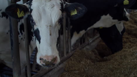 Kuh-Bauernhof-Landwirtschaft-Rindermilch