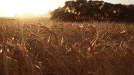 Lush-ripe-Barley-stalks-swaying-in-the-wind-during-golden-sunset,-Saskatchewan,Canada