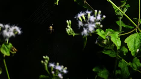 Brown-legged-Spider,-Neoscona-vigilans,-Kaeng-Krachan-National-Park,-Thailand,-4K-Footage