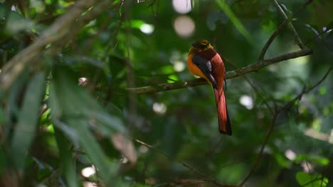 Orange-breasted-Trogon,-Harpactes-oreskios,-4K-Footage,-Kaeng-Krachan-National-Park