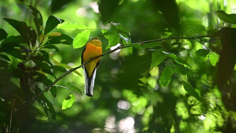 Orange-breasted-Trogon,-Harpactes-oreskios,-4K-Footage,-Kaeng-Krachan-National-Park