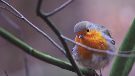 European-Robin-Perch-And-Resting-On-Branch-Of-Tree-In-Forest
