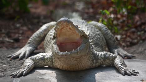 Siamese-Crocodile,-Crocodylus-siamensis,-Thailand,-4K-Footage