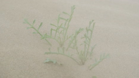 Sand-Weht-Während-Eines-Sandsturms-über-Eine-Wüstenblume