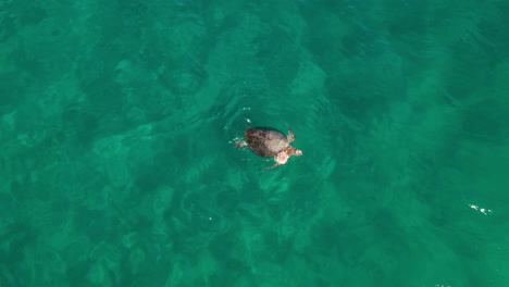 Dead-turtle-carcass-floating-on-sea-surface,-prey-for-sea-predators,-aerial-view