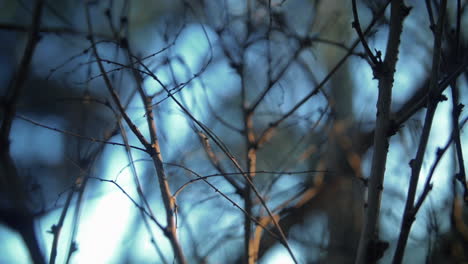 Dry-Branches-Of-A-Plant-With-Blurry-Sunlight-Background