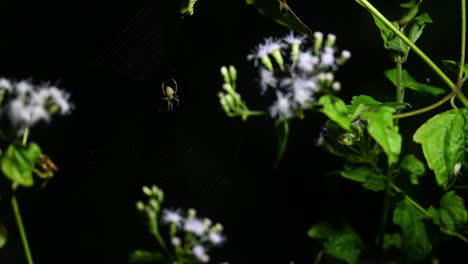 Brown-legged-Spider,-Neoscona-vigilans,-Kaeng-Krachan-National-Park,-Thailand,-4K-Footage