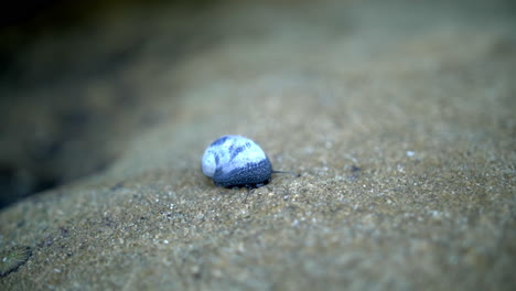 Little-cute-blue-snail-on-the-sandy-beach--close-up-slow-motion