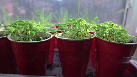 Hand-Water-Spraying-Homegrown-Herb-Seedlings-In-Red-Cups