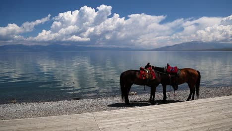 Two-beautiful-horses-standing-on-pebbles-next-to-a-lake-on-a-calm-sunny-blue-sky-day-with-puffy-white-clouds