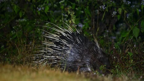 Malayan-Porcupine,-Hystrix-brachyura,-Kaeng-Krachan-National-Park,-Thailand,-4K-Footage