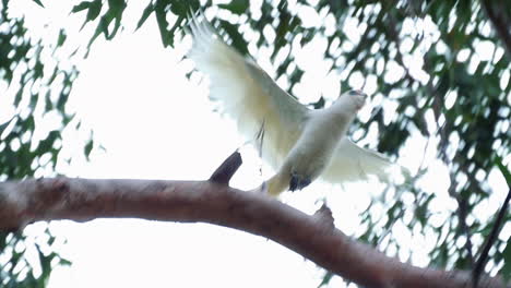 Lone-Short-Billed-Corella-Perched-And-Take-Off-At-Tree-Branches-In-Kurnell-National-Park,-New-South-Wales,-Australia
