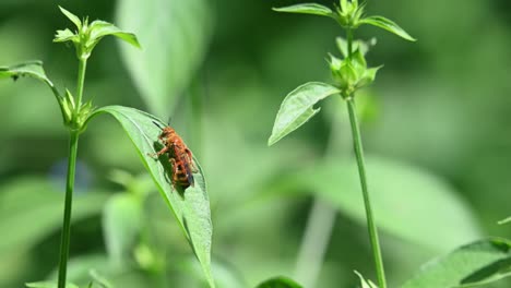 Wildbienen,-Hymenoptera,-Scoliidae,-Kaeng-Krachan-Nationalpark,-4k-Aufnahmen