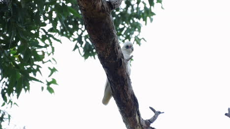 Short-billed-Corella-Bird-Sitting-On-Branch-Of-Tree-Against-Sky-In-Kamay-Botany-Bay-National-Park,-NSW,-Australia