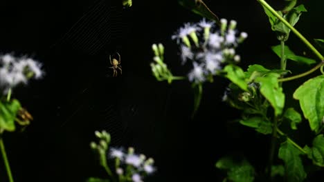 Brown-legged-Spider,-Neoscona-vigilans,-Kaeng-Krachan-National-Park,-Thailand,-4K-Footage-zoomed-out-as-it-waits-for-insects-to-be-trapped-in-the-web-attached-to-wildflowers