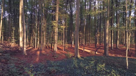 Schöner-Grüner-Roter-Wald-Bei-Sonnenuntergang---Herausdrücken