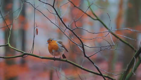 Close-up-of-Zeist-robin-bird-sitting-on-tree,-isolated-on-blurred-background