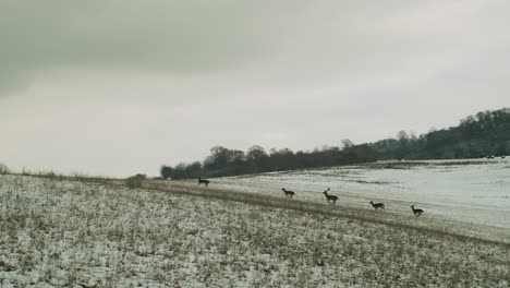 Winter-landscape-with-five-elegant-deer-running-over-snowy-field,-far-away