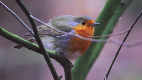 Extreme-close-up-portrait-of-beautiful-English-Robin