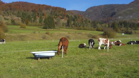 Kühe-Und-Tiere-Auf-Einer-Wiese-In-Der-Nähe-Des-Sees-Bohinj,-Slowenien