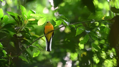 Orangenbrust-Trogon,-Harpactes-Oreskios,-4K-Aufnahmen,-Kaeng-Krachan-Nationalpark