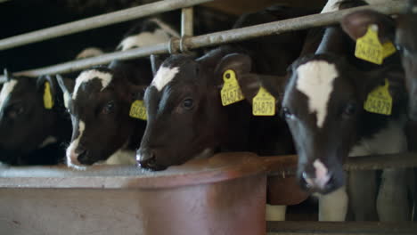 Vacas-De-Granja-Lechera-En-El-Interior-Del-Cobertizo
